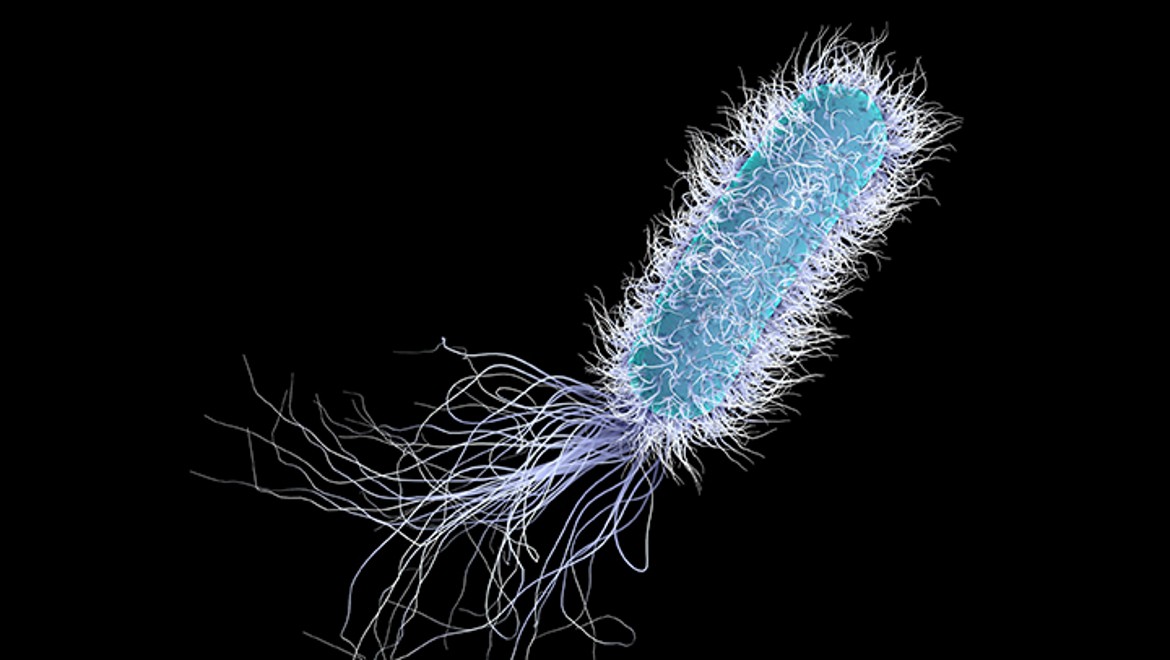 Pseudomonas aeruginosa (© Geberit)